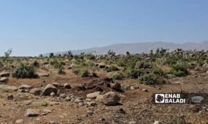 The Israeli occupation razes the forests of the Jubata al-Khashab nature reserve in Quneitra, June 15, 2025 (Enab Baladi)
